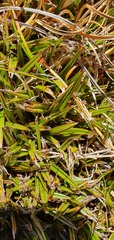 Astelia linearis