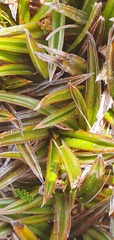 Astelia linearis