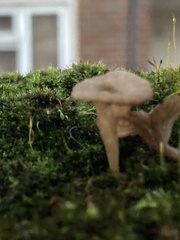 Arrhenia rickenii