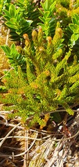 Austrolycopodium fastigiatum