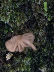 Arrhenia rickenii