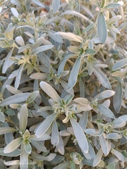 Mercurialis tomentosa