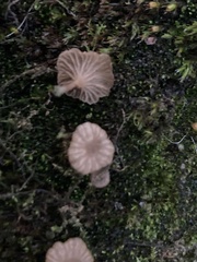 Arrhenia rickenii