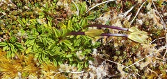 Gentianella bellidifolia