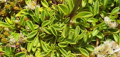 Gentianella bellidifolia