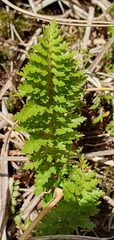 Polystichum cystostegium