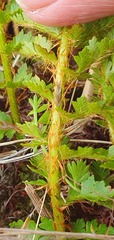 Polystichum cystostegium