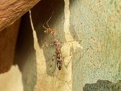 Stenolemus fraterculus