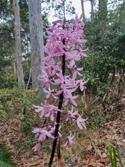Dipodium