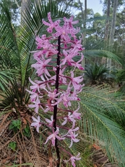 Dipodium