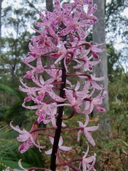 Dipodium