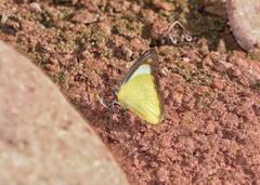 Appias lyncida