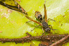 Polistes cinerascens