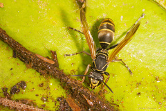 Polistes cinerascens