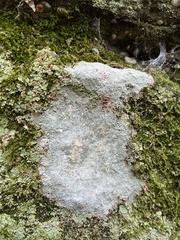 Trapelia placodioides