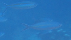 Pterocaesio tessellata