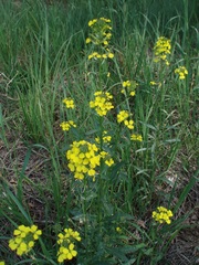 Erysimum odoratum