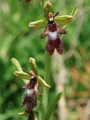 Ophrys insectifera