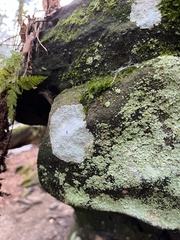 Trapelia placodioides