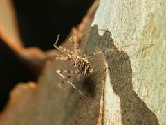 Stenolemus fraterculus