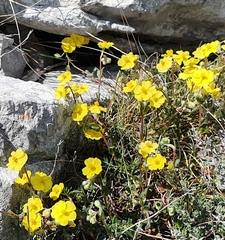Helianthemum