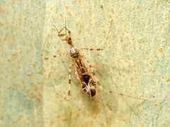 Stenolemus fraterculus