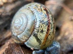 Helminthoglypta traskii