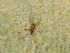 Trachycosmidae