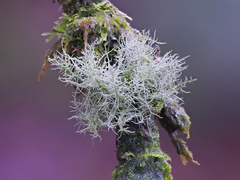 Usnea cornuta