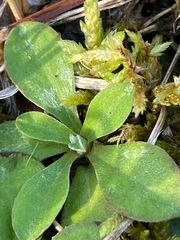 Antennaria neglecta