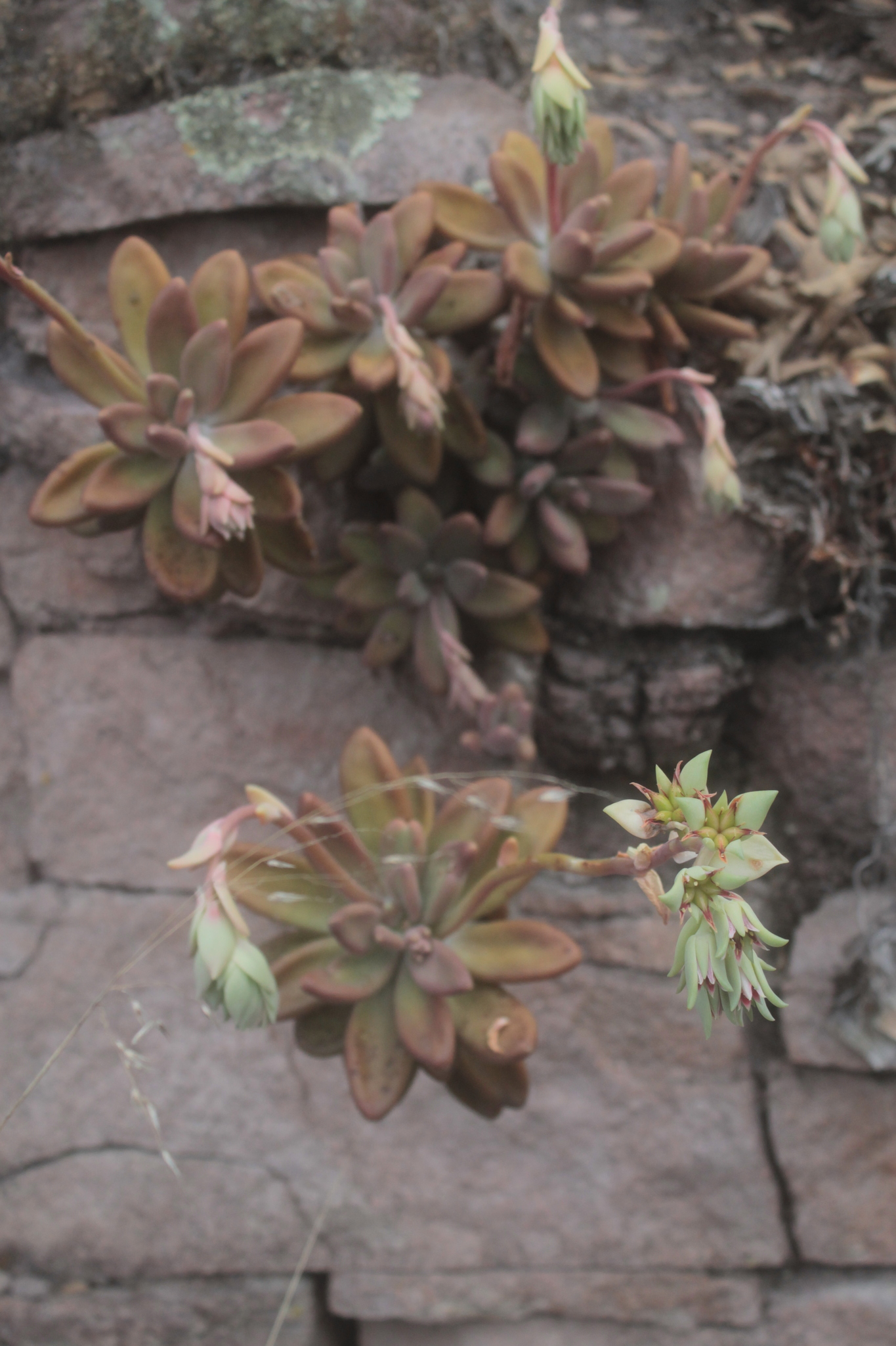 Imagem de Pachyphytum