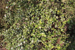 Ziziphus mauritiana