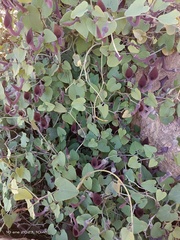Aristolochia baetica