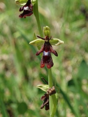 Ophrys insectifera