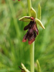 Ophrys insectifera