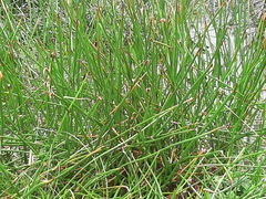 Eleocharis sphacelata