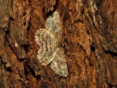 Ectropis fractaria