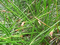 Eleocharis sphacelata