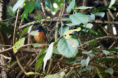 Turdus dissimilis