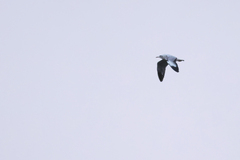 Chroicocephalus brunnicephalus