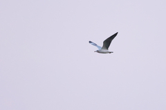 Chroicocephalus brunnicephalus