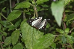 Dodona deodata