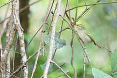 Phylloscopus intensior