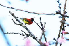 Aethopyga gouldiae