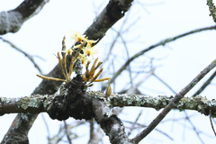 Dendrobium heterocarpum