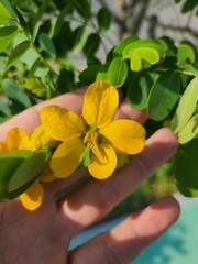 Senna surattensis