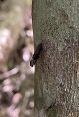 Chiromyzinae