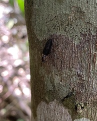 Chiromyzinae
