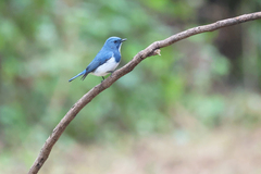 Ficedula superciliaris