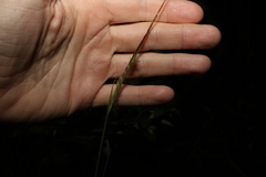 Heteropogon contortus